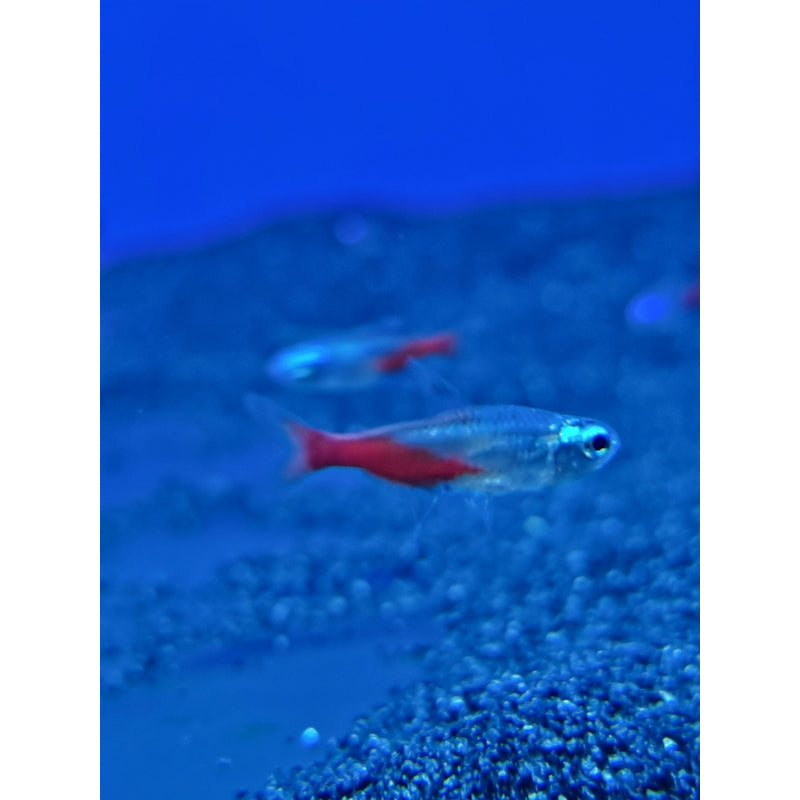 Diamond Head Neon Tetra