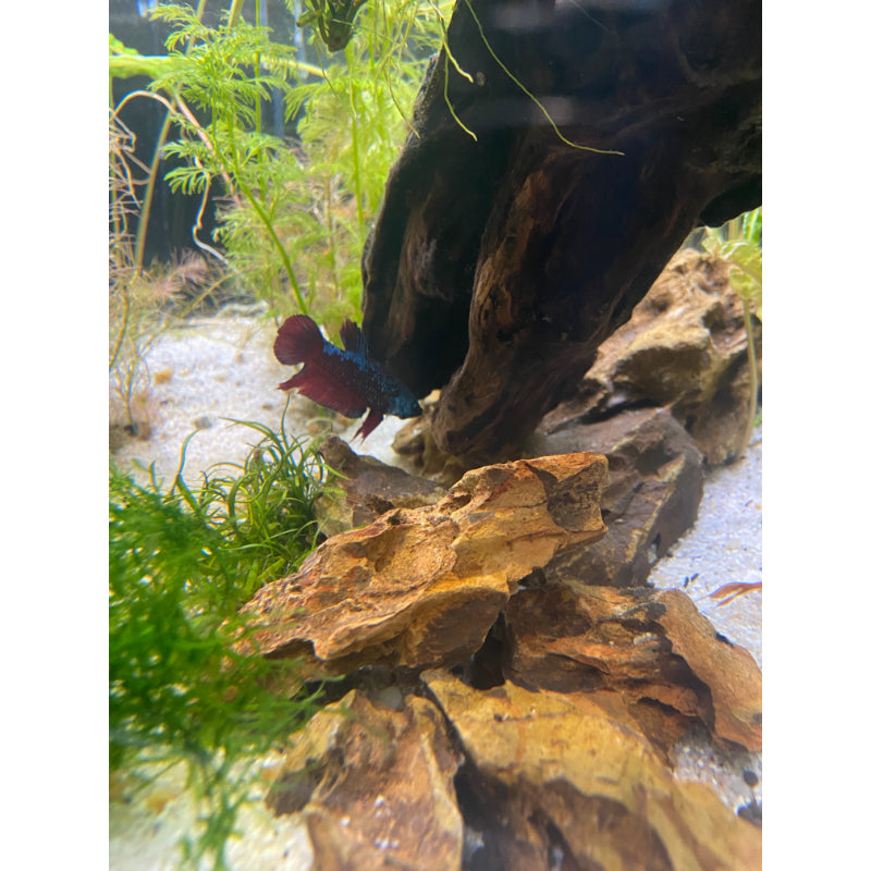Dragon Samurai Betta (Female)
