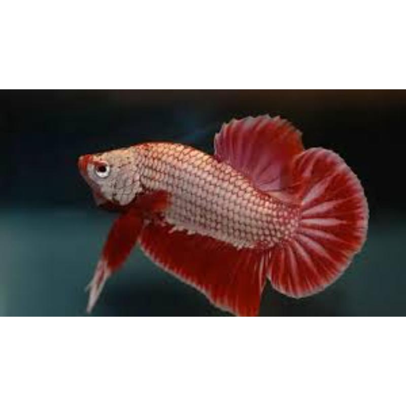 Giant Betta
