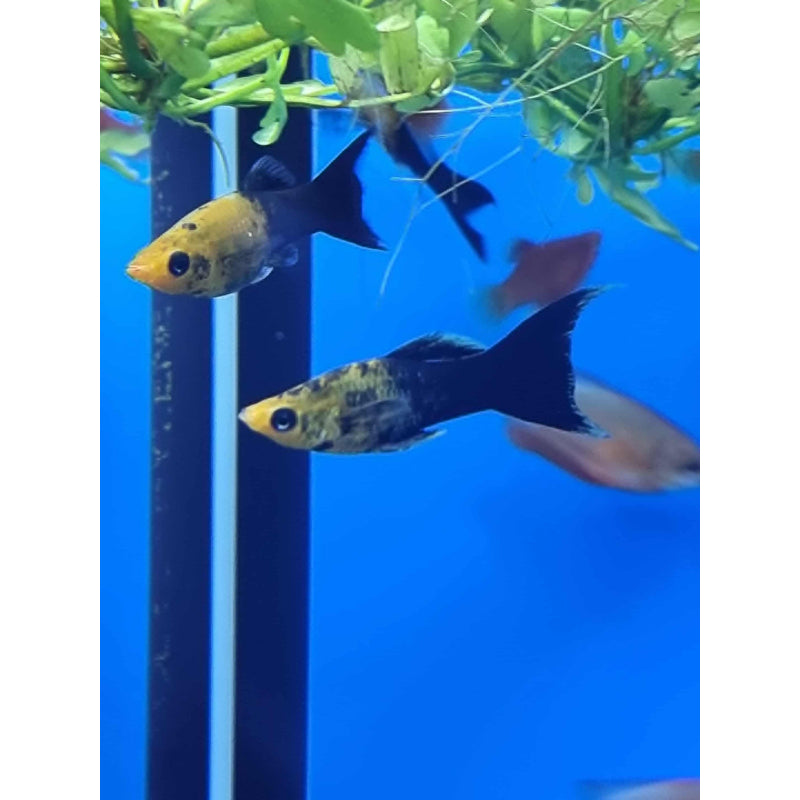 Gold/Black Lyretail Molly