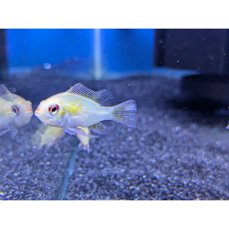 Gold Ram