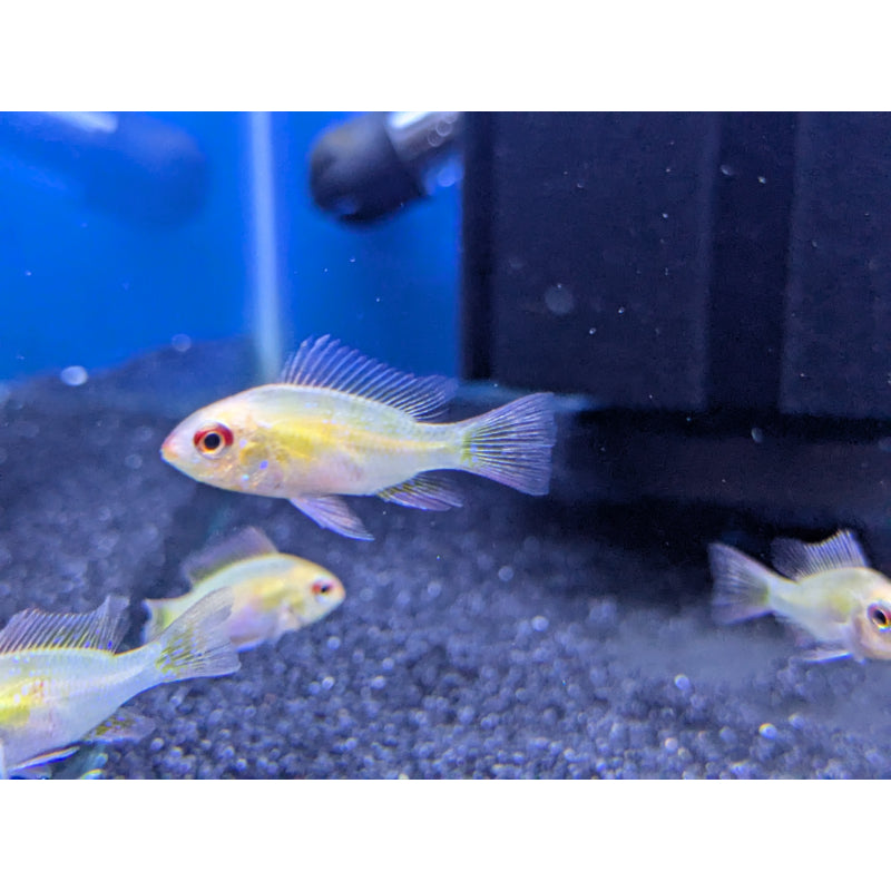 Gold Ram