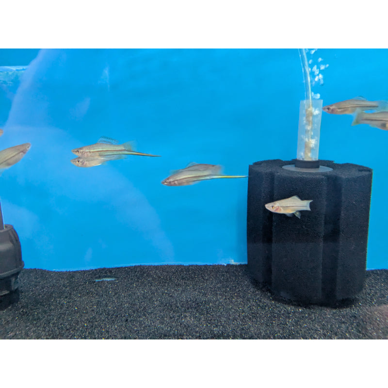 Green Swordtail
