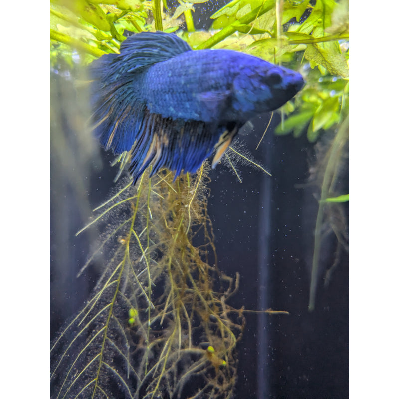 HM Blue Green PK Betta