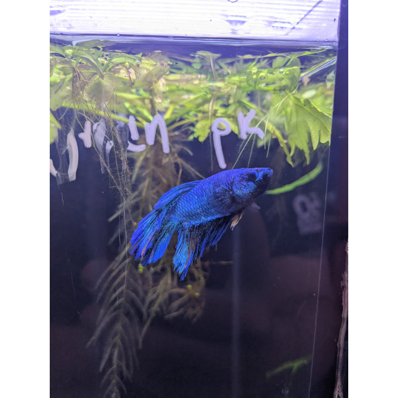HM Blue Green PK Betta