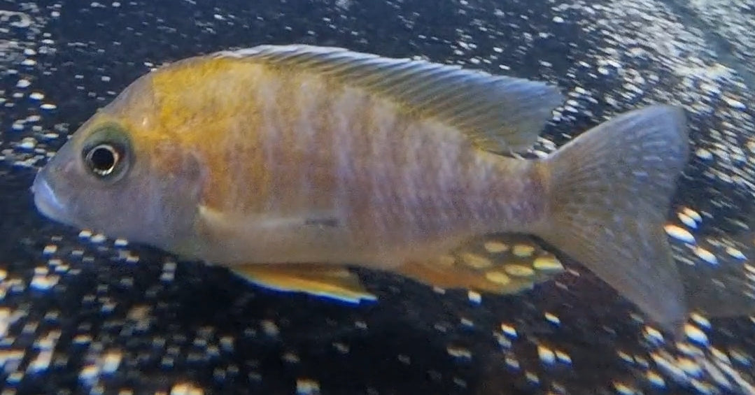 Jacobfreibergi