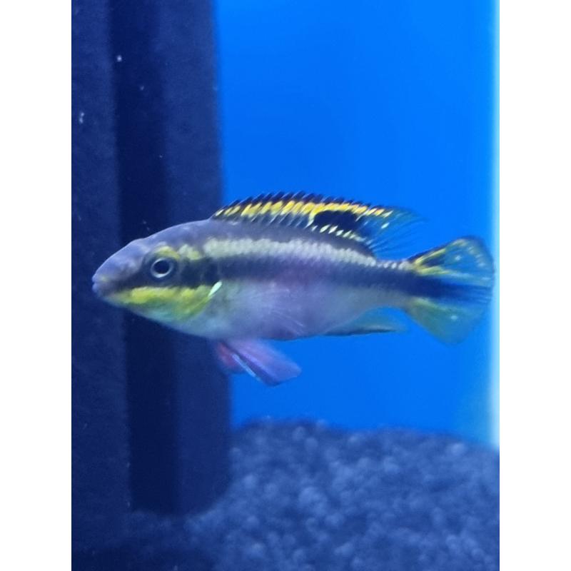 Rainbow Kribs