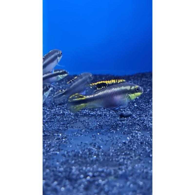 Rainbow Kribs