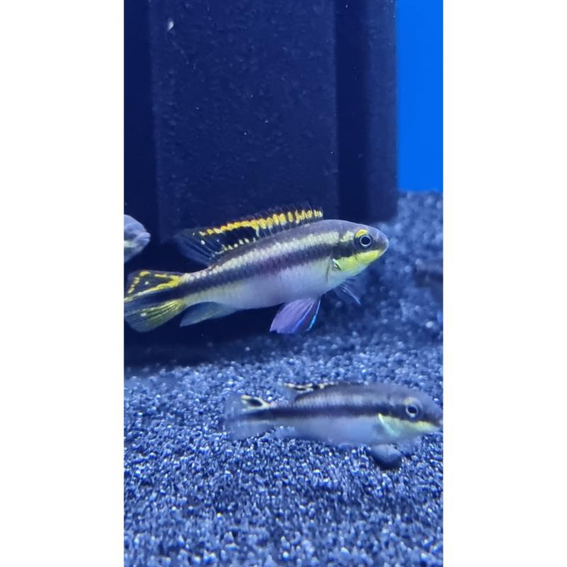 Rainbow Kribs