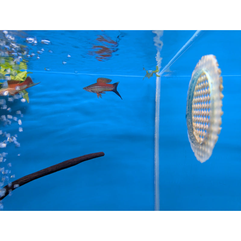Pineapple Swordtail