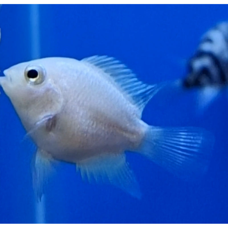 Platinum Polar Parrot