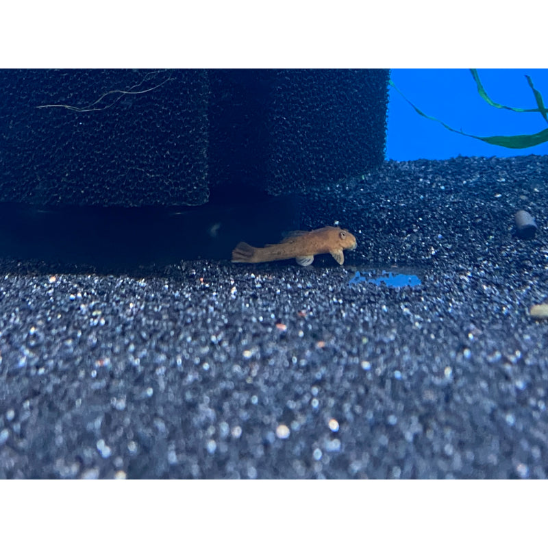 Super Red Bristlenose