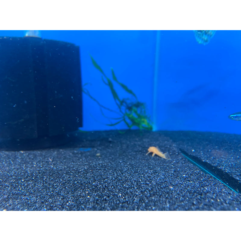Super Red Bristlenose