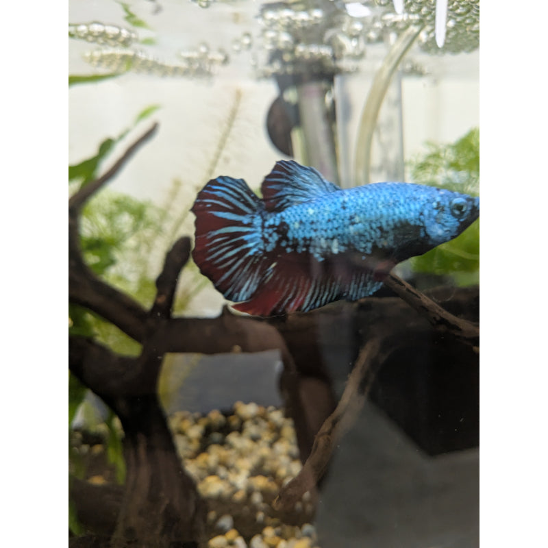 HMPK Red Dragon Betta