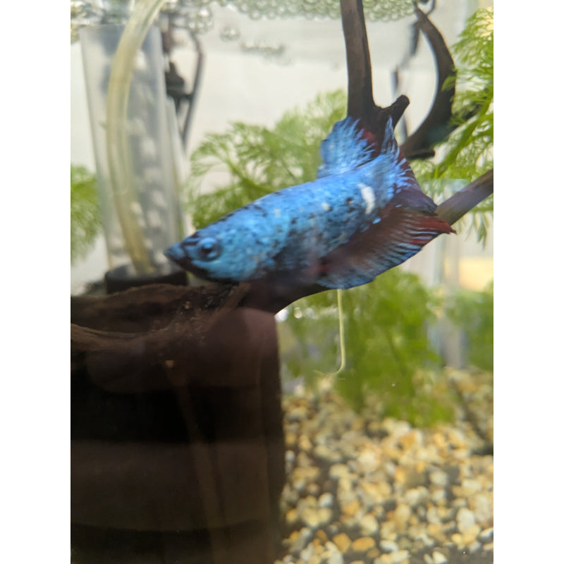 HMPK Red Dragon Betta