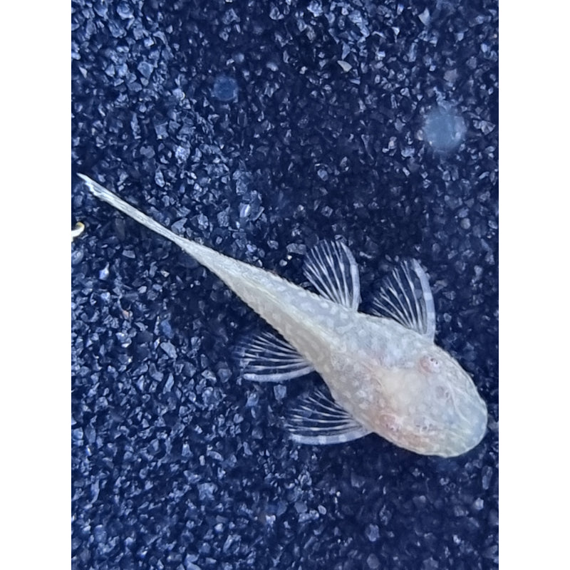Red-Eye Gold Bristle Pleco
