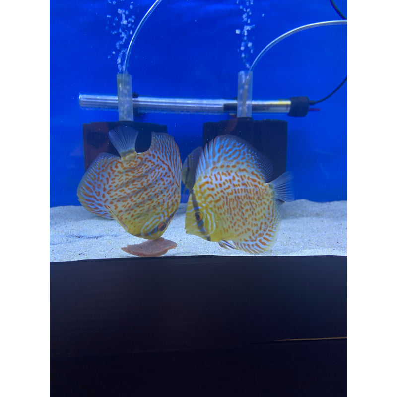 Red Turquoise Discus