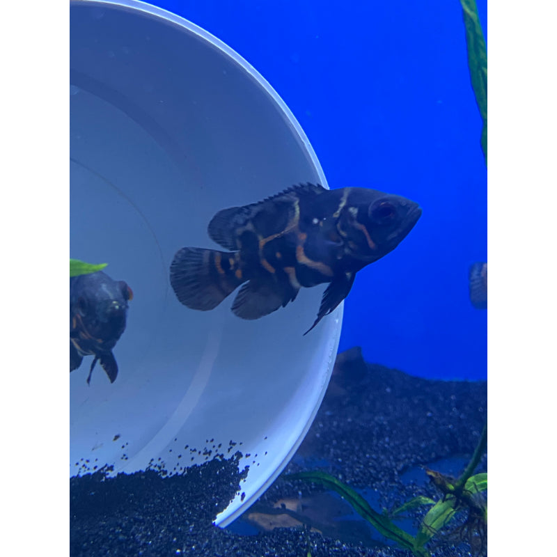 Red Tiger Oscar