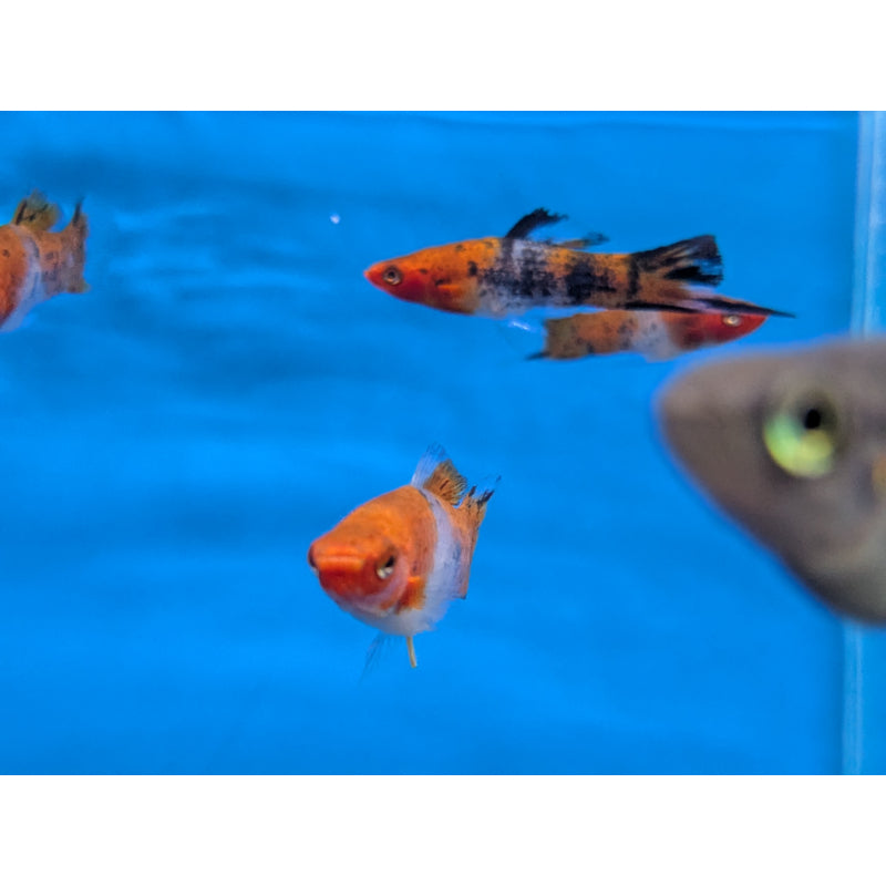 Kohaku Snake Swordtail