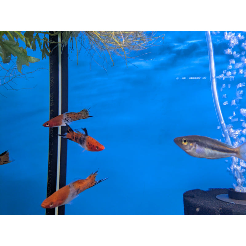 Kohaku Snake Swordtail