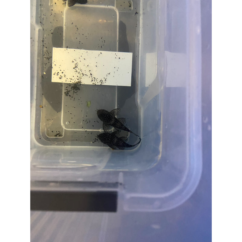 Starlight Pleco