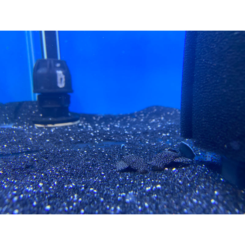 Starlight Pleco
