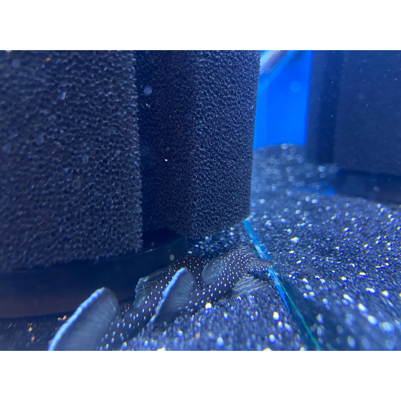 Starlight Pleco