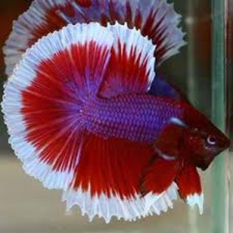 Super Half Moon Betta