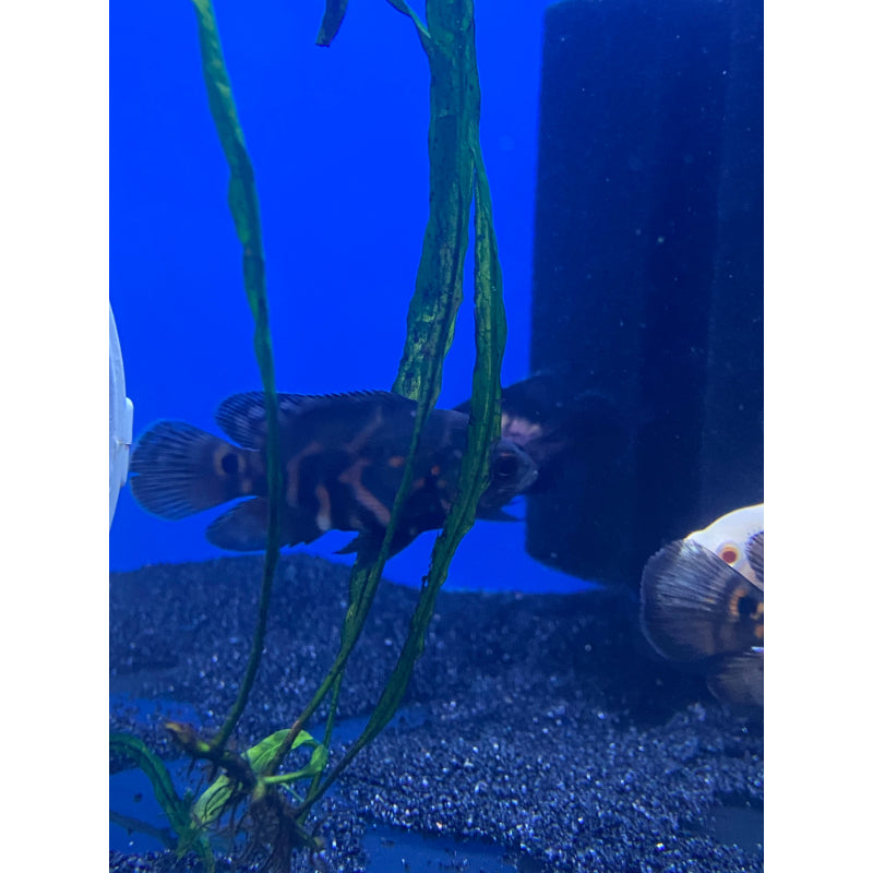 Red Tiger Oscar