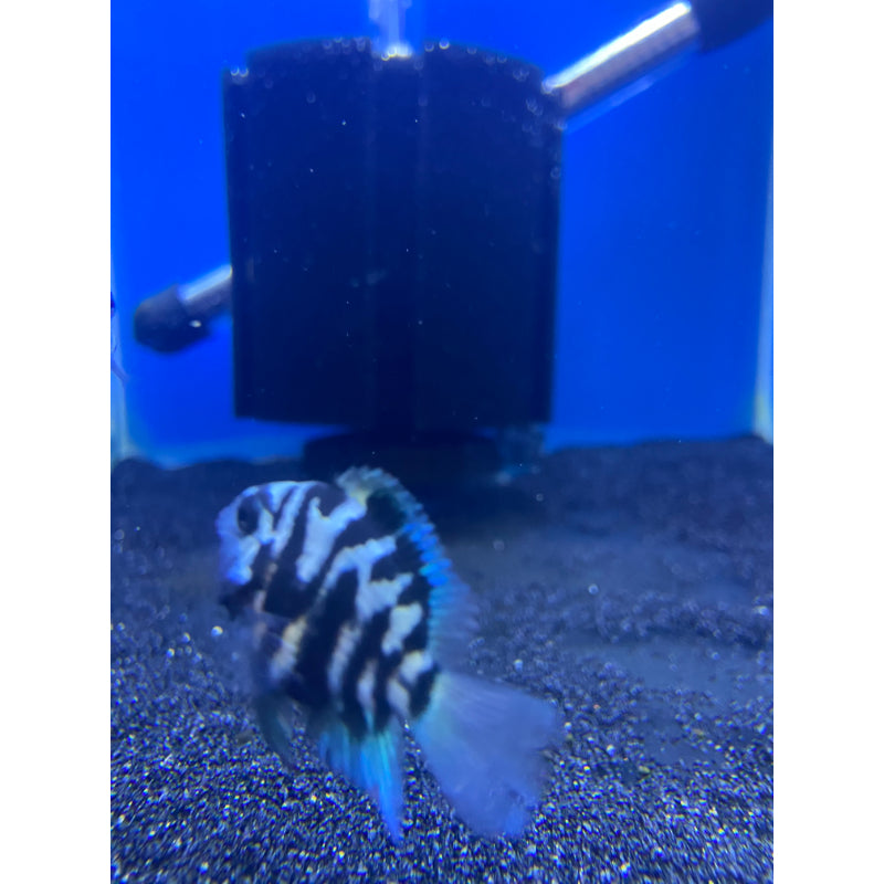 Turquoise Marble Parrot