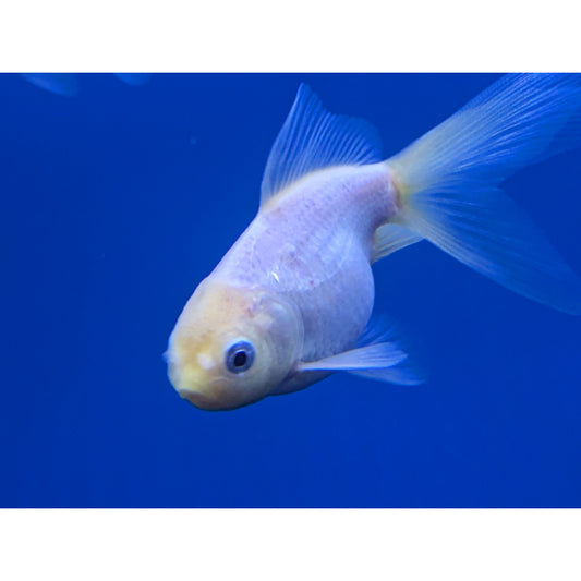 Lemon Head Oranda
