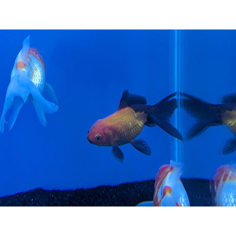Red & Black Oranda