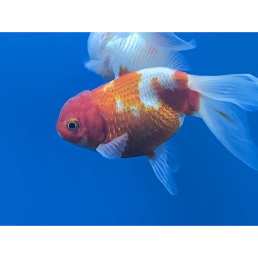 Red & White Oranda Goldfish