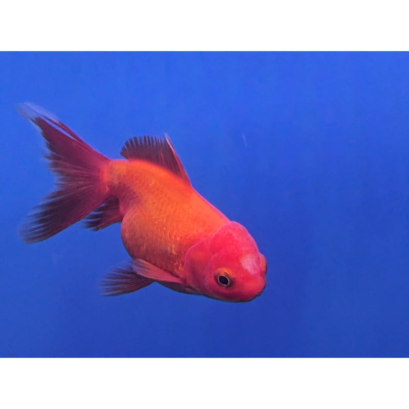 Red & Black Oranda