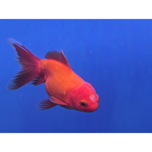 Red & Black Oranda