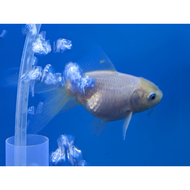 Lemon Head Oranda