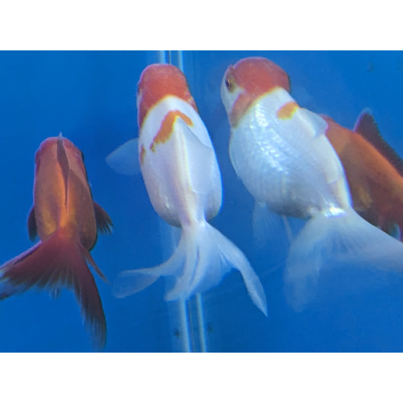 Redcap Oranda Fish Spotted Red Cap Oranda – Tropical Fish Company