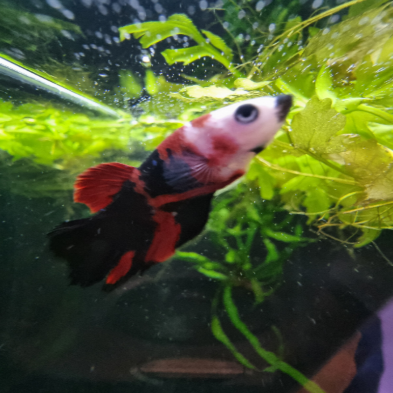 Tiger Koi Betta