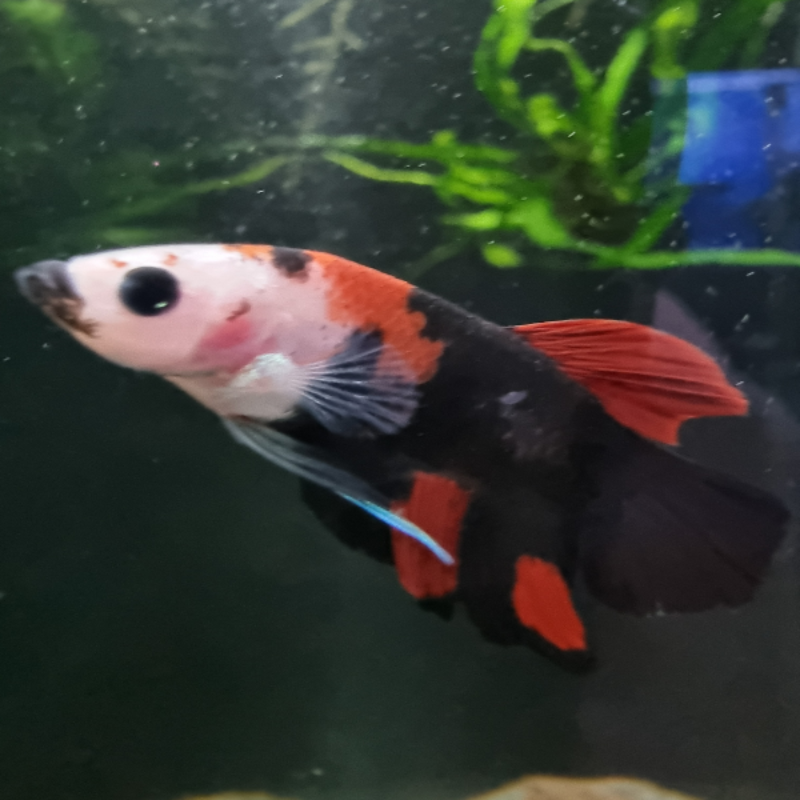 Tiger Koi Betta