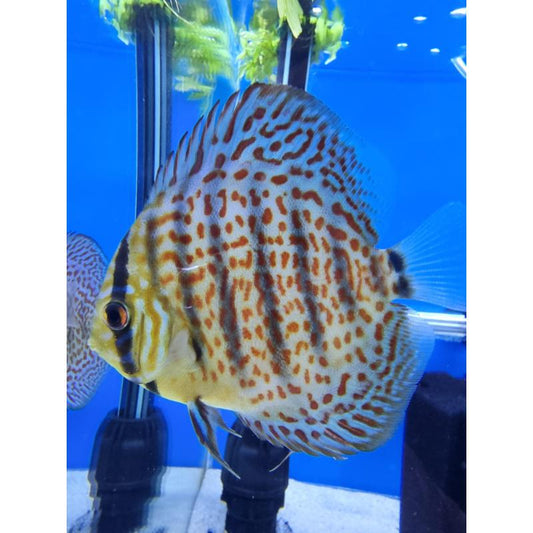 Red Leopard Skin Discus