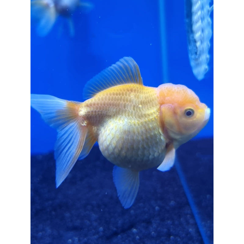 Gold Oranda
