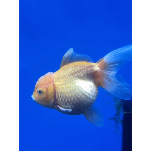 Gold Oranda