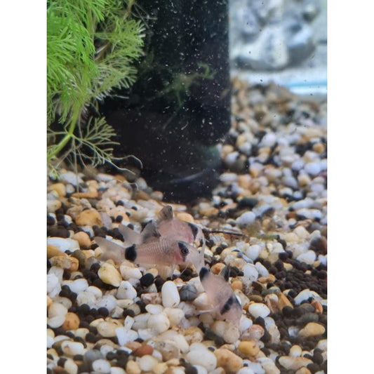 Panda Corydoras