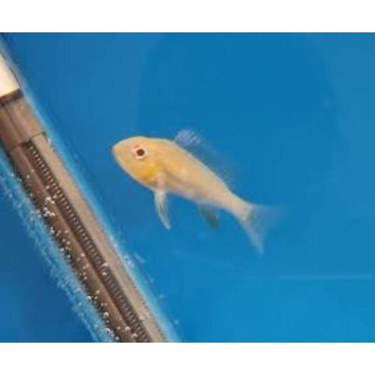 Albino Threadfin Acara Cichlid