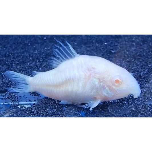 Albino Corydoras
