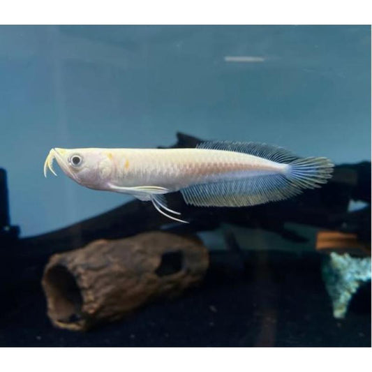 Albino Silver Arowana