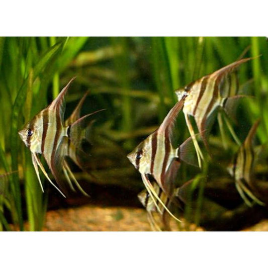 Altum Angelfish