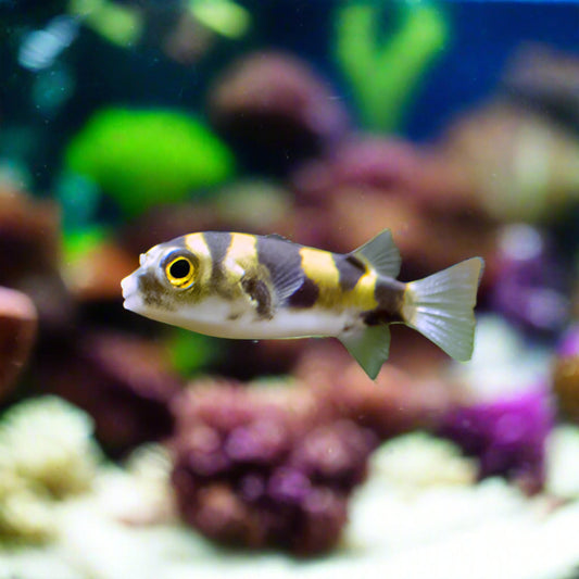 Amazon Puffer Fish