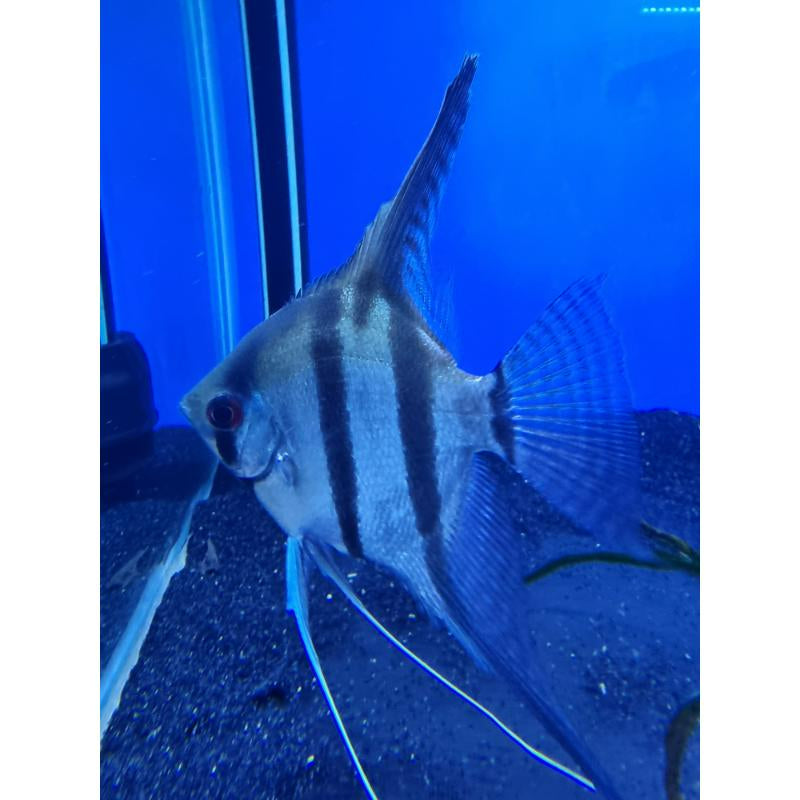 Angel Silver Fish Medium