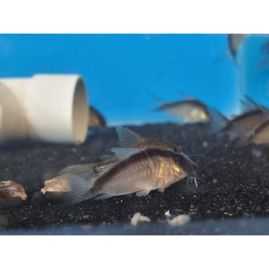 Arcuatus Corydoras
